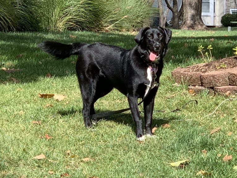 Keira Mason, an Australian Shepherd and Labrador Retriever mix tested with EmbarkVet.com
