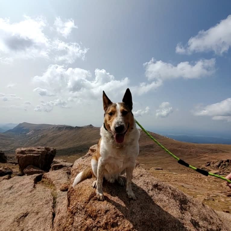 Zeke, an Australian Cattle Dog and Collie mix tested with EmbarkVet.com