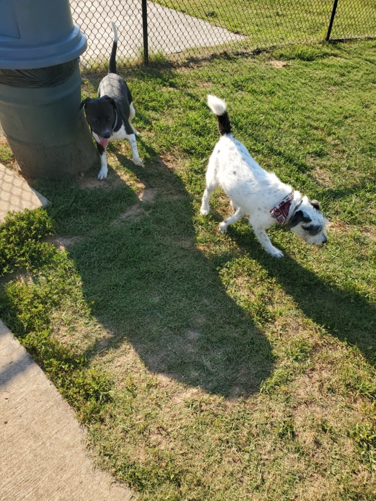 Volibear, an American Pit Bull Terrier and Labrador Retriever mix tested with EmbarkVet.com