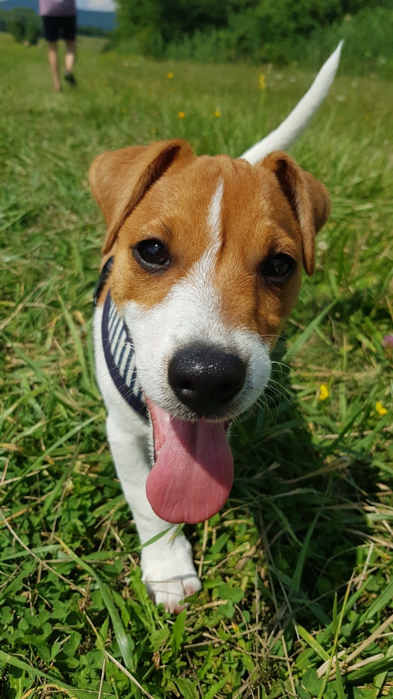 Skippy, a Russell-type Terrier and Smooth Fox Terrier mix tested with EmbarkVet.com