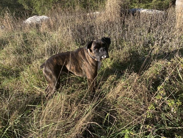 Murray, a Boxer tested with EmbarkVet.com