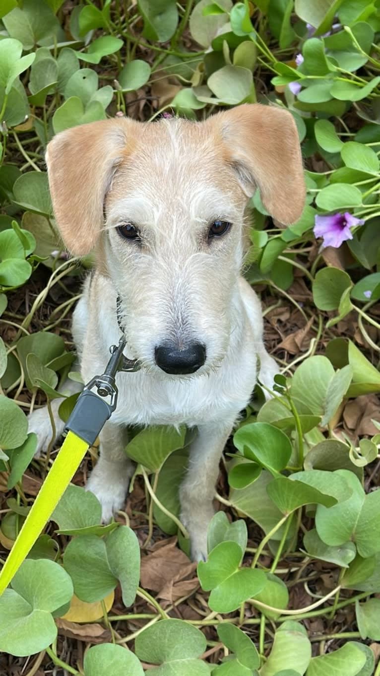 Ozzie, a West Asian Village Dog tested with EmbarkVet.com