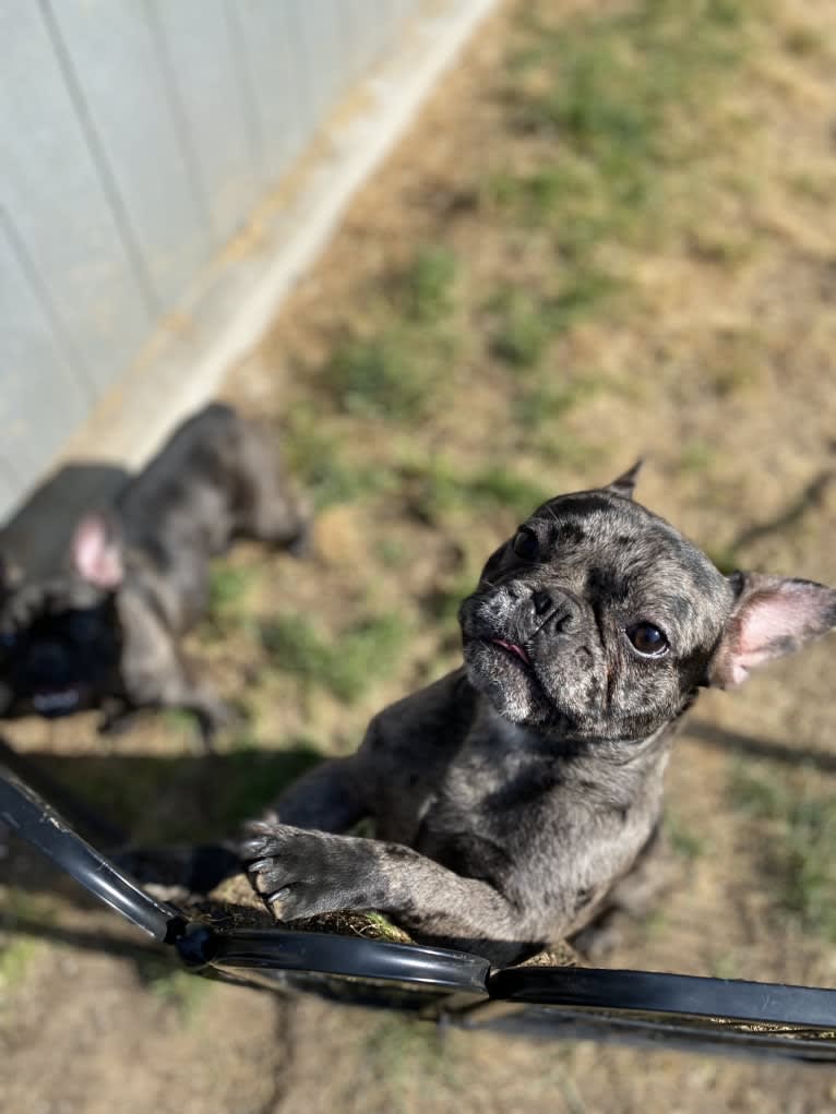 Pink Lady, a French Bulldog tested with EmbarkVet.com