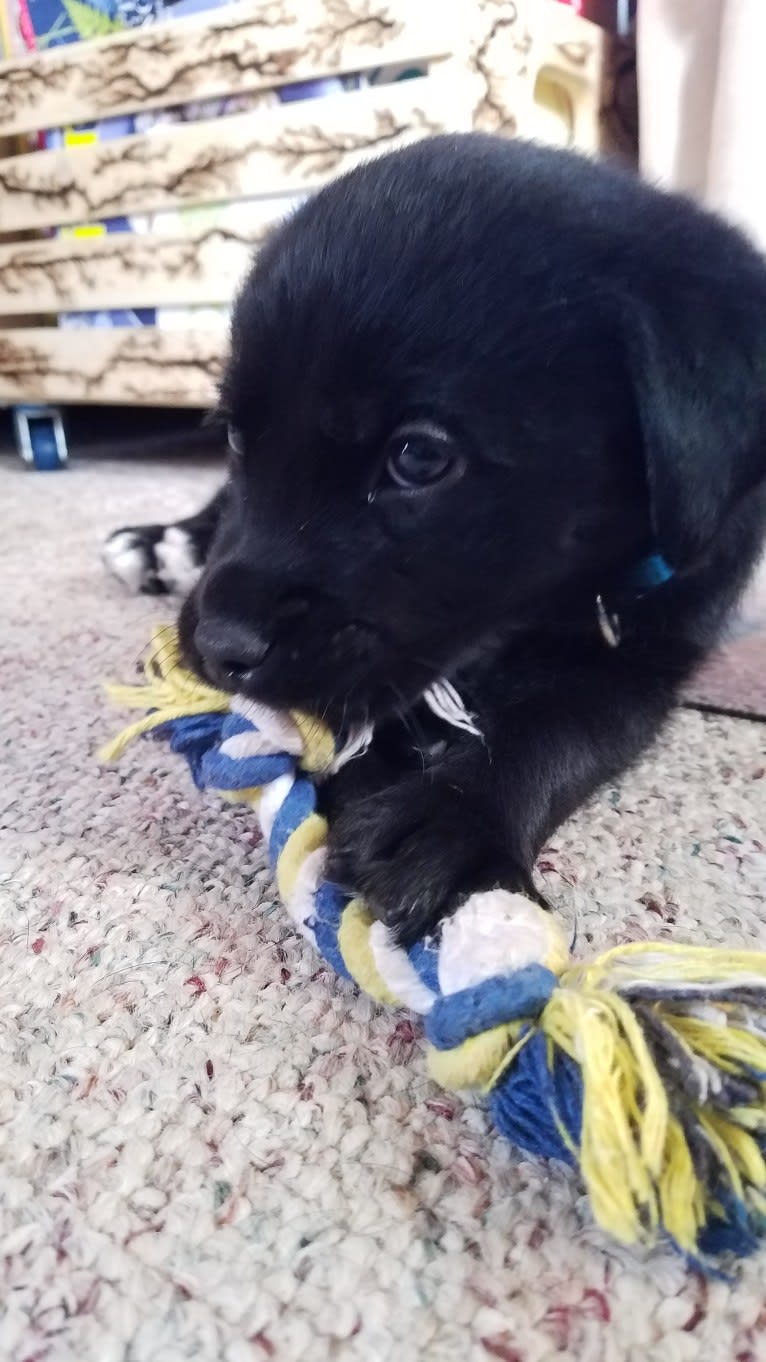 Chowder, a Siberian Husky and Labrador Retriever mix tested with EmbarkVet.com