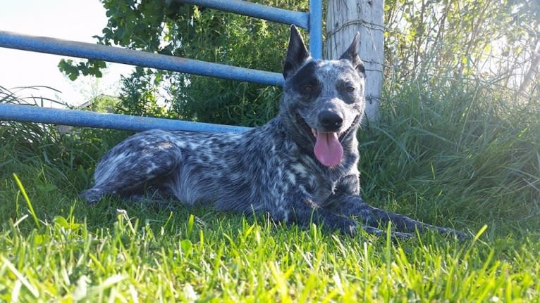 Zip, an Australian Cattle Dog tested with EmbarkVet.com