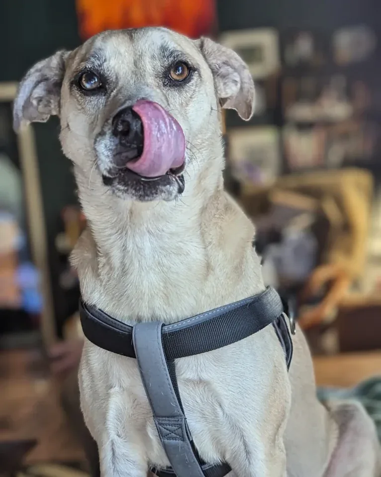 Duke, an American Pit Bull Terrier and Mountain Cur mix tested with EmbarkVet.com