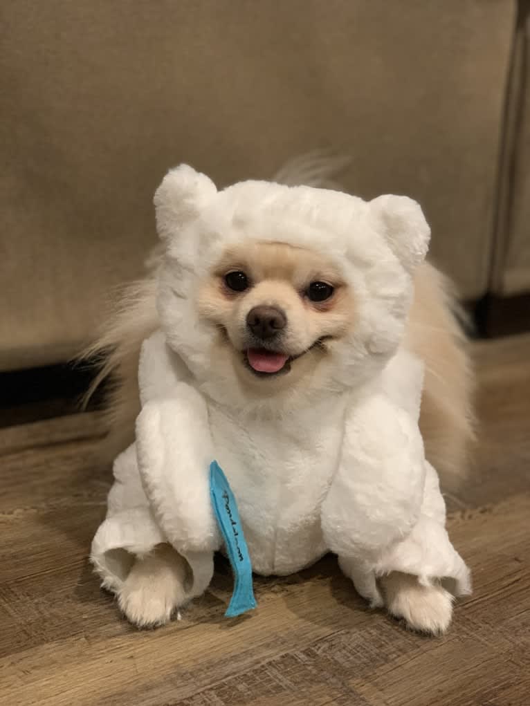 Koda, a Pomeranian tested with EmbarkVet.com