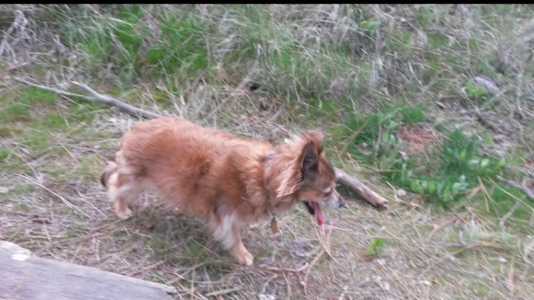 Max, a Chihuahua tested with EmbarkVet.com