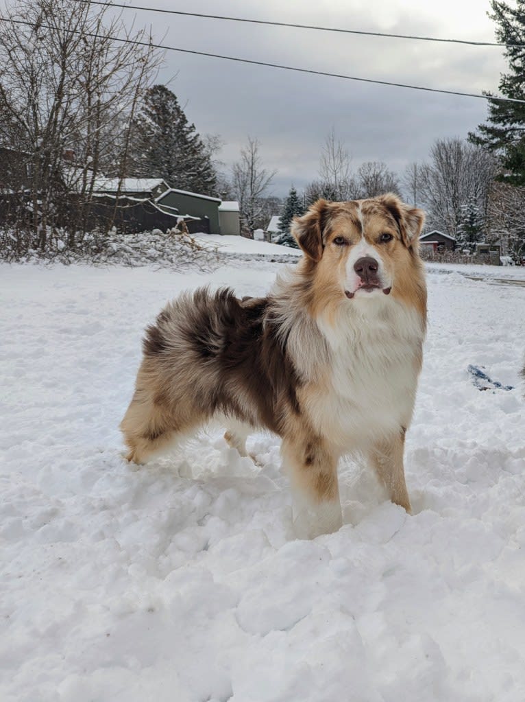 Neville, an Australian Shepherd tested with EmbarkVet.com