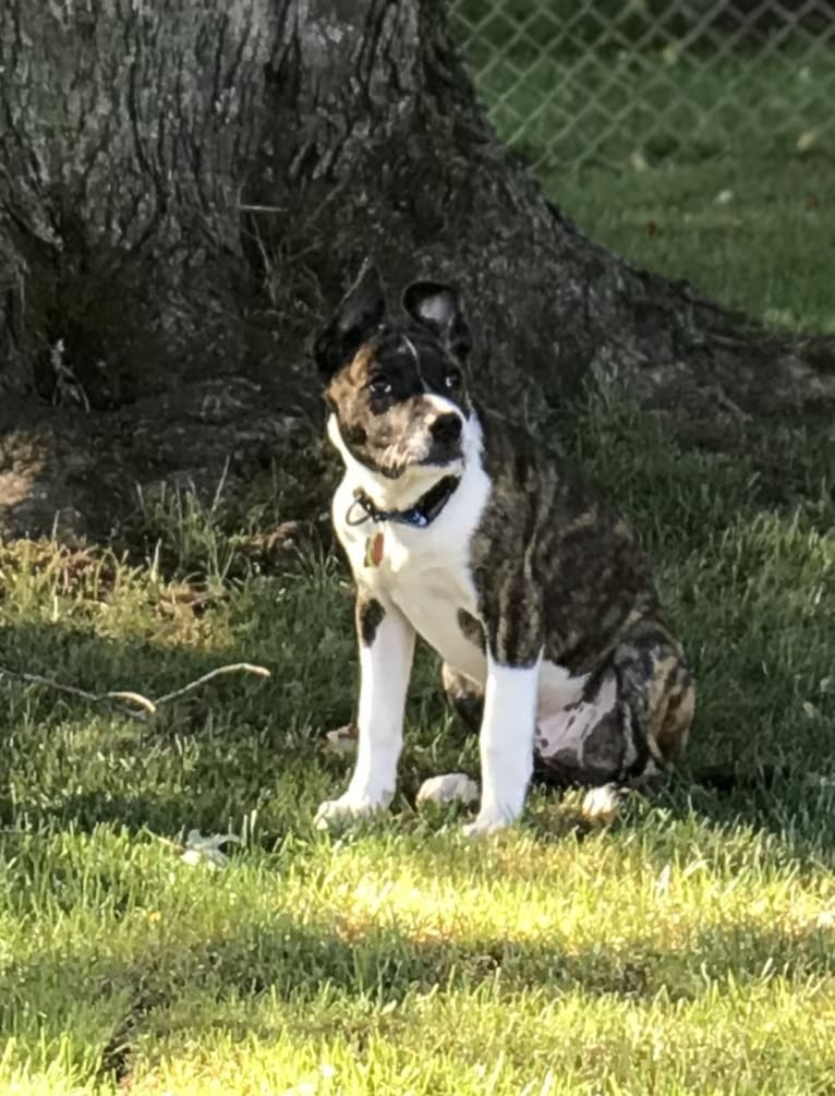 Bruno, an American Pit Bull Terrier and Siberian Husky mix tested with EmbarkVet.com