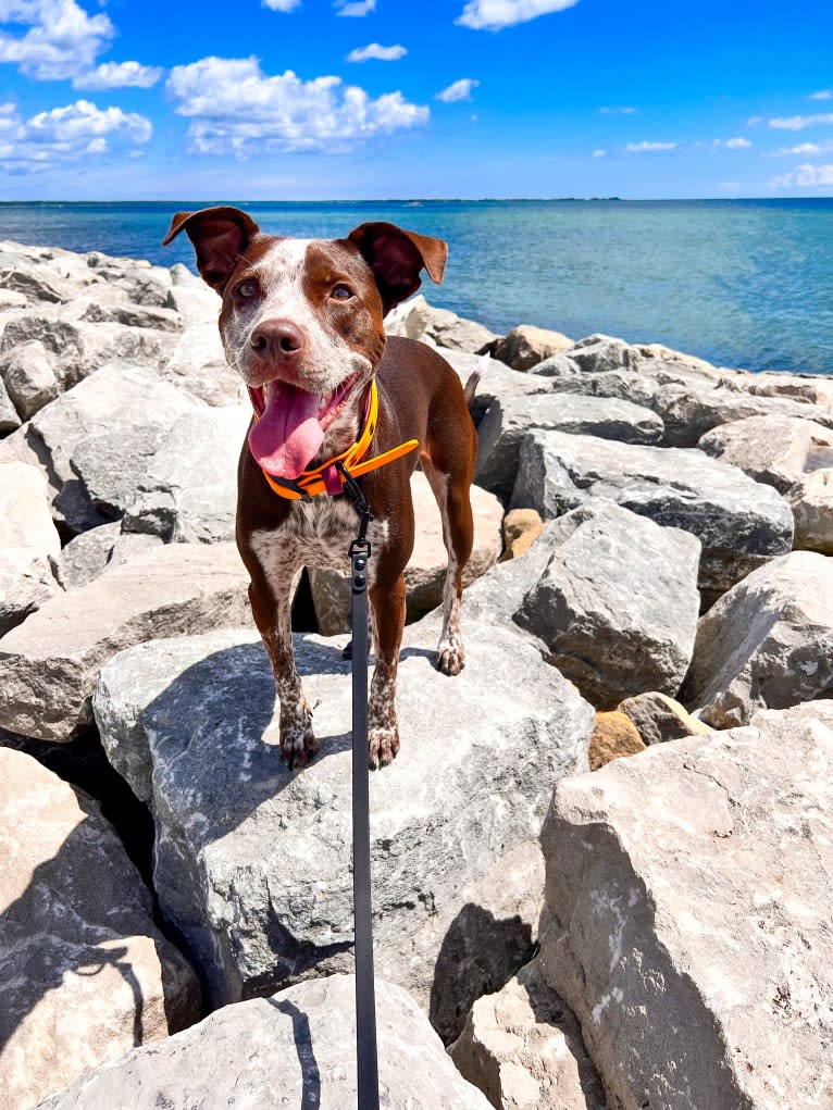 Kora, an Australian Cattle Dog and German Shorthaired Pointer mix tested with EmbarkVet.com