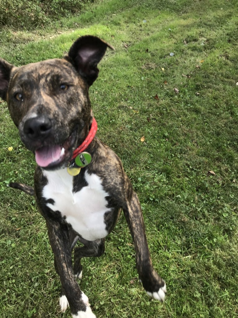 Keira, an American Pit Bull Terrier and American Staffordshire Terrier mix tested with EmbarkVet.com