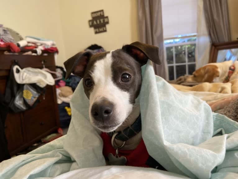 Eddie, a Russell-type Terrier tested with EmbarkVet.com