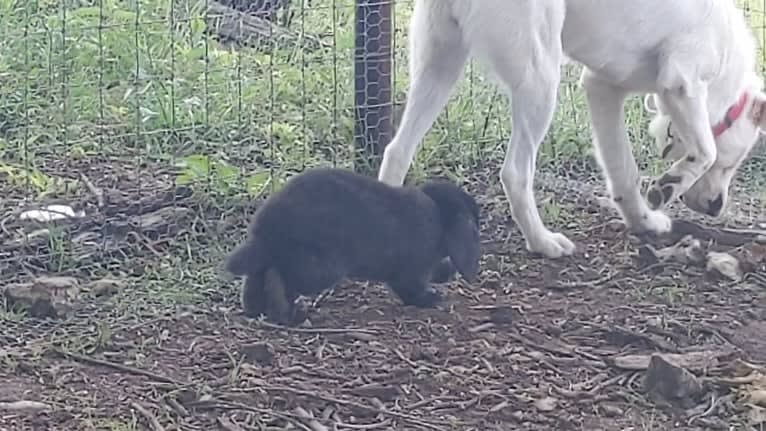 Ammy, a Maremma Sheepdog tested with EmbarkVet.com