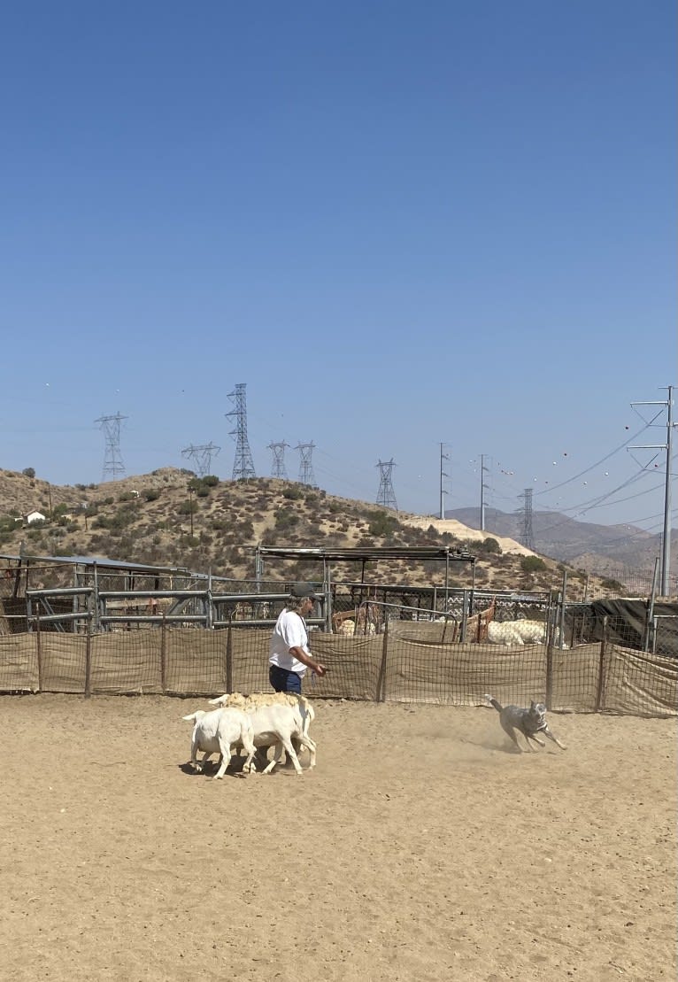 Kai, an Australian Cattle Dog tested with EmbarkVet.com