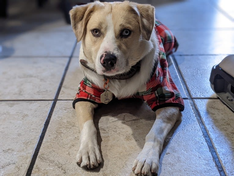 Archie, an Australian Shepherd and Jindo mix tested with EmbarkVet.com