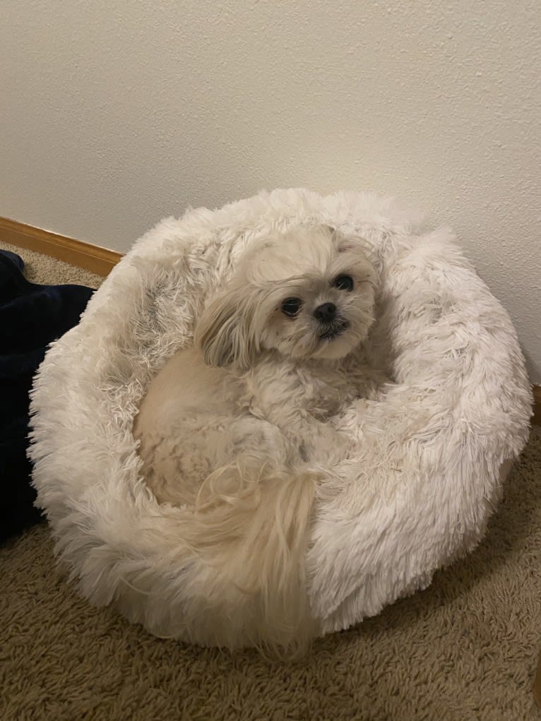 Aria, a Maltese and Pekingese mix tested with EmbarkVet.com