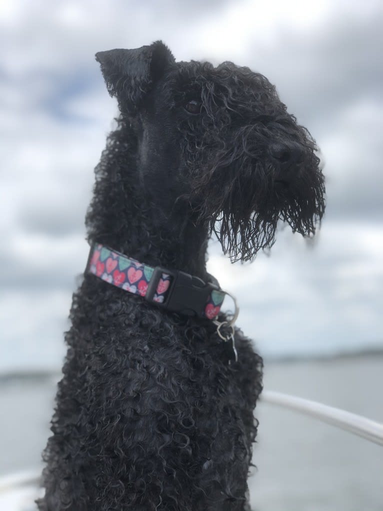 Alice, a Kerry Blue Terrier tested with EmbarkVet.com