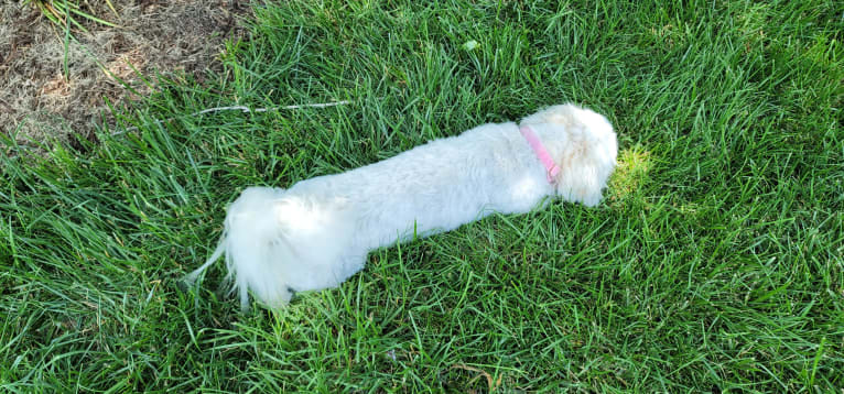 Kaylee, a Maltese and Shih Tzu mix tested with EmbarkVet.com