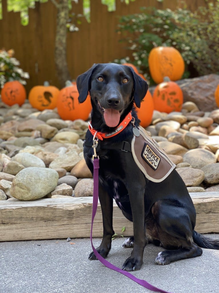 Curiosity Blue, a Labrador Retriever and Australian Shepherd mix tested with EmbarkVet.com