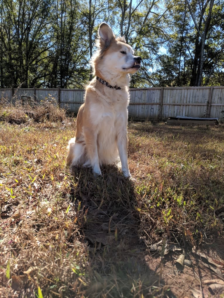 Chester, an American Eskimo Dog and Chow Chow mix tested with EmbarkVet.com