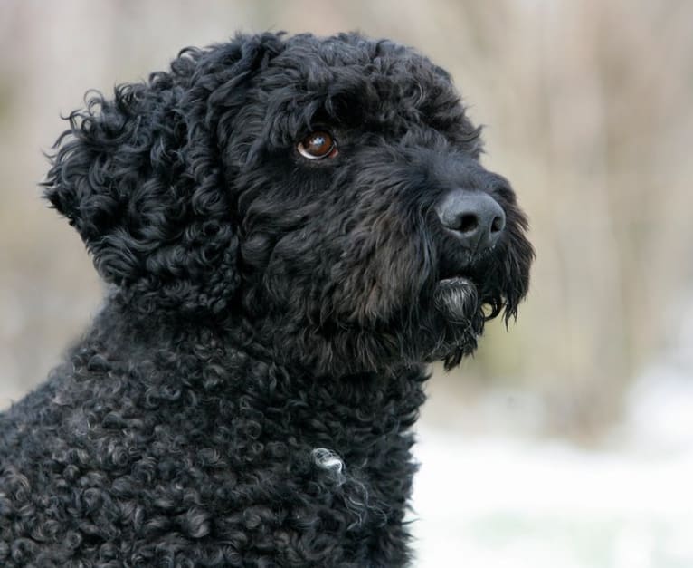 Mingo 1 Del Rabadan, a Spanish Water Dog tested with EmbarkVet.com