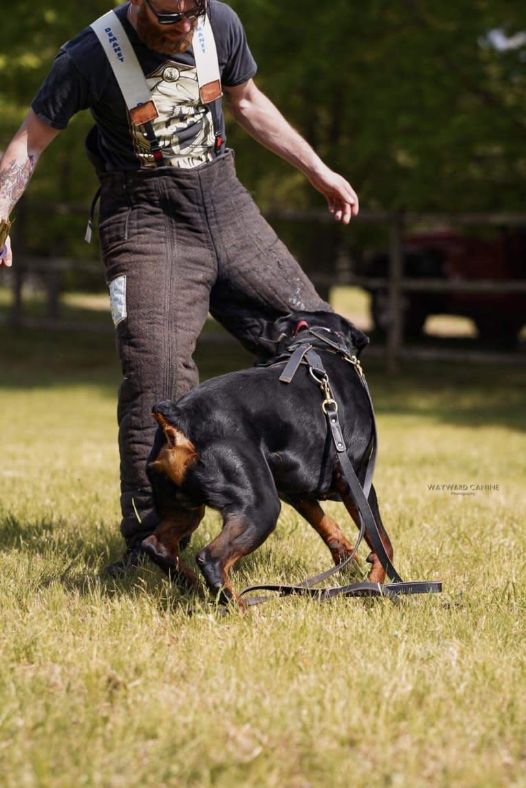 Kratos Raiju, a Rottweiler tested with EmbarkVet.com
