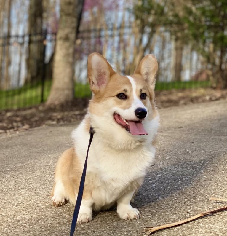 Kudzu (Zuzu), a Pembroke Welsh Corgi tested with EmbarkVet.com