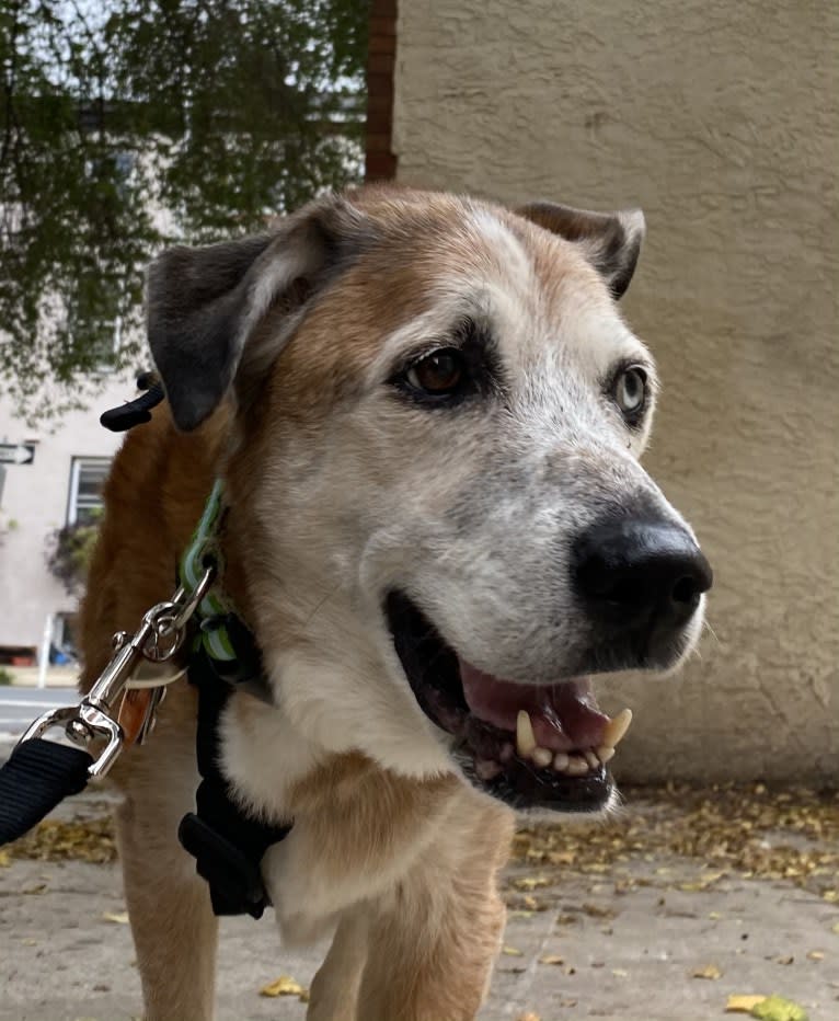 Bear, an Australian Cattle Dog and German Shepherd Dog mix tested with EmbarkVet.com