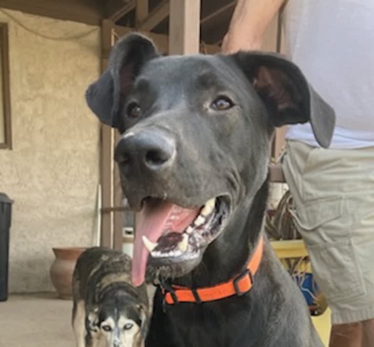 Baxter, a German Shepherd Dog and Great Dane mix tested with EmbarkVet.com