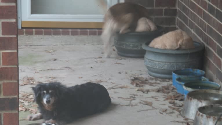 Lassie, a Pomeranian and Rat Terrier mix tested with EmbarkVet.com