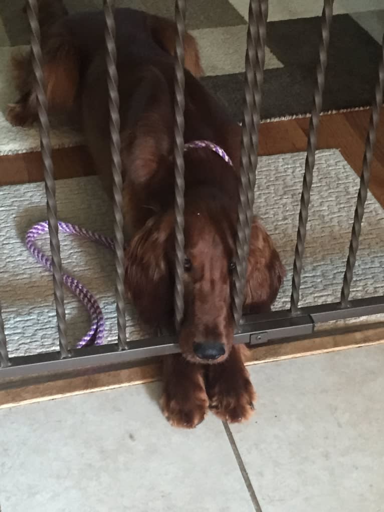 Meara, an Irish Setter tested with EmbarkVet.com