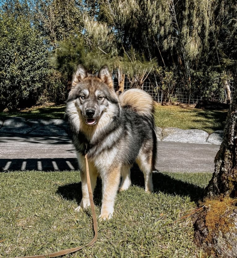 Bear, a Siberian Husky tested with EmbarkVet.com