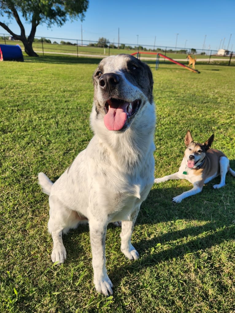 Goose, a Chow Chow and Australian Cattle Dog mix tested with EmbarkVet.com