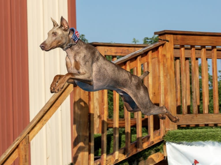 Titan, a Doberman Pinscher tested with EmbarkVet.com