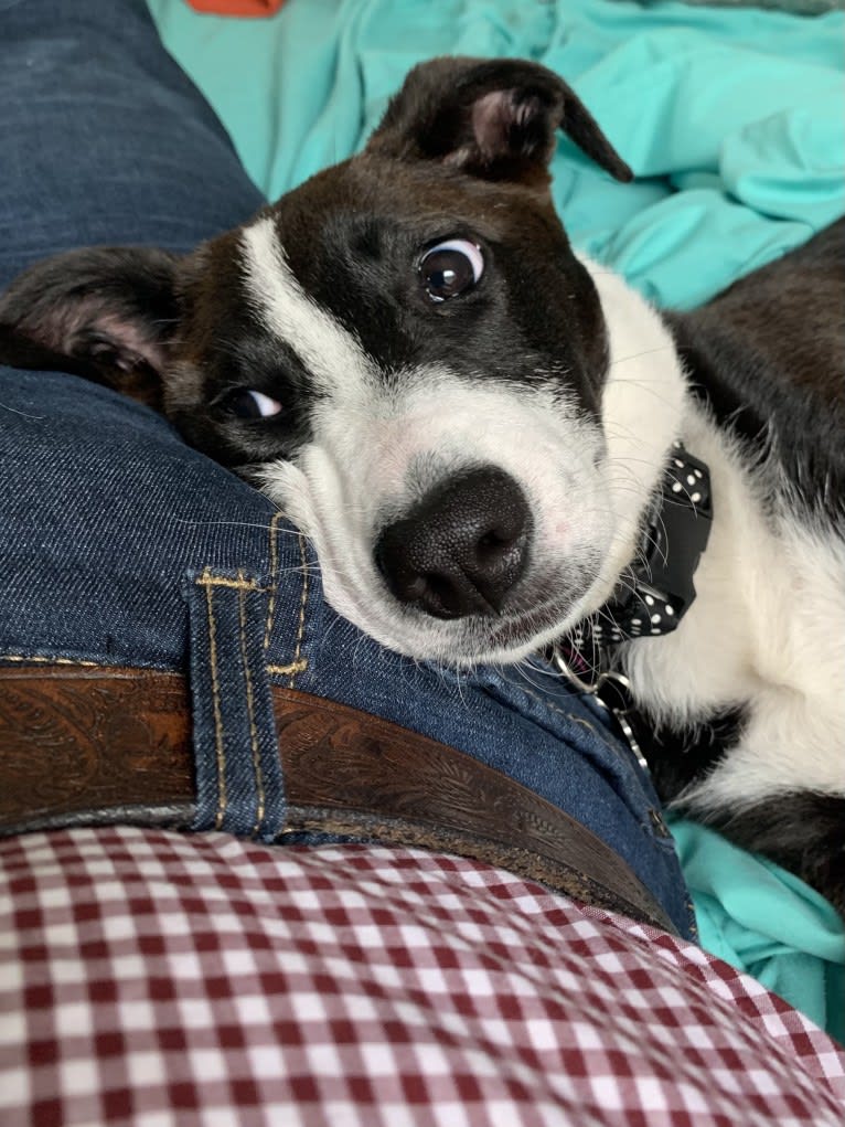 Bessie Doogie, a Rat Terrier and Labrador Retriever mix tested with EmbarkVet.com