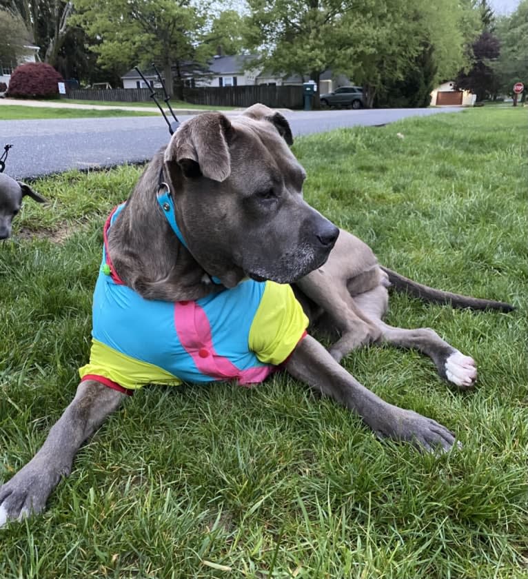 Raven, an American Pit Bull Terrier and American Staffordshire Terrier mix tested with EmbarkVet.com