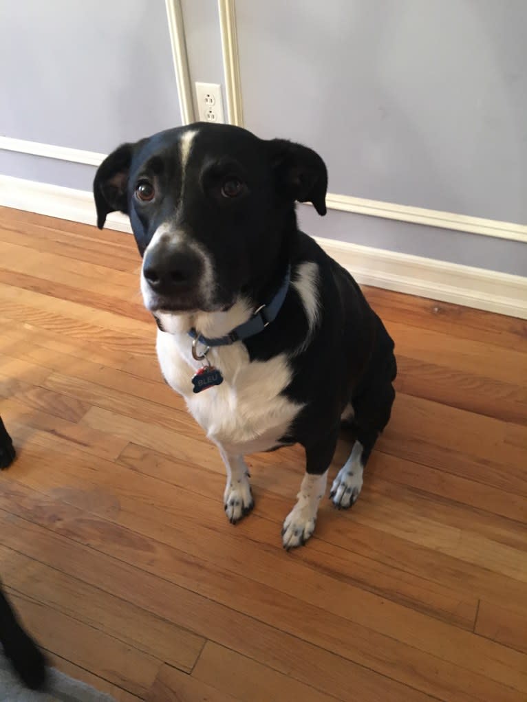 Bleu, an Australian Shepherd and Catahoula Leopard Dog mix tested with EmbarkVet.com