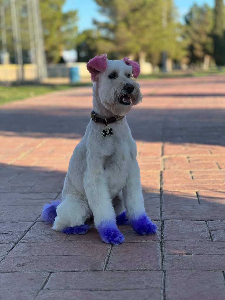 Helsinki, a Poodle (Small) and Miniature Schnauzer mix tested with EmbarkVet.com