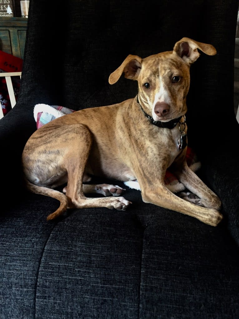 Dodger, a Mountain Cur tested with EmbarkVet.com