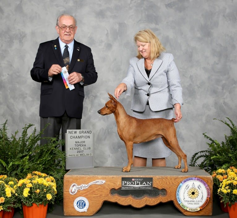 Leia, a German Pinscher tested with EmbarkVet.com