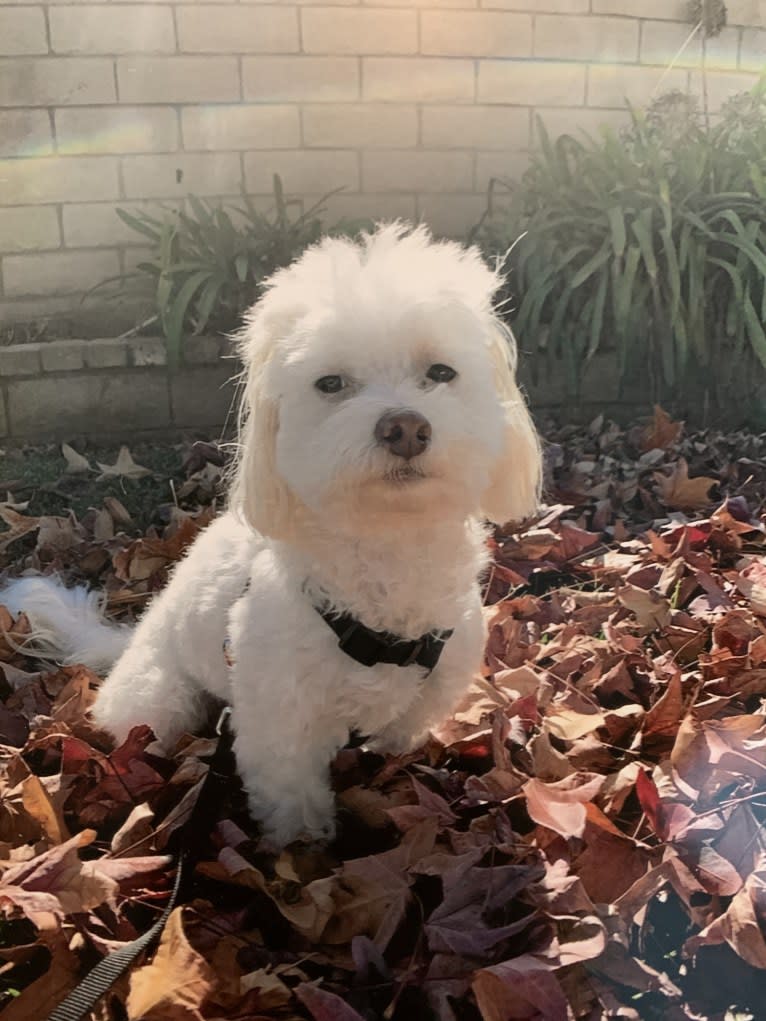 koji, a Poodle (Small) and Chihuahua mix tested with EmbarkVet.com