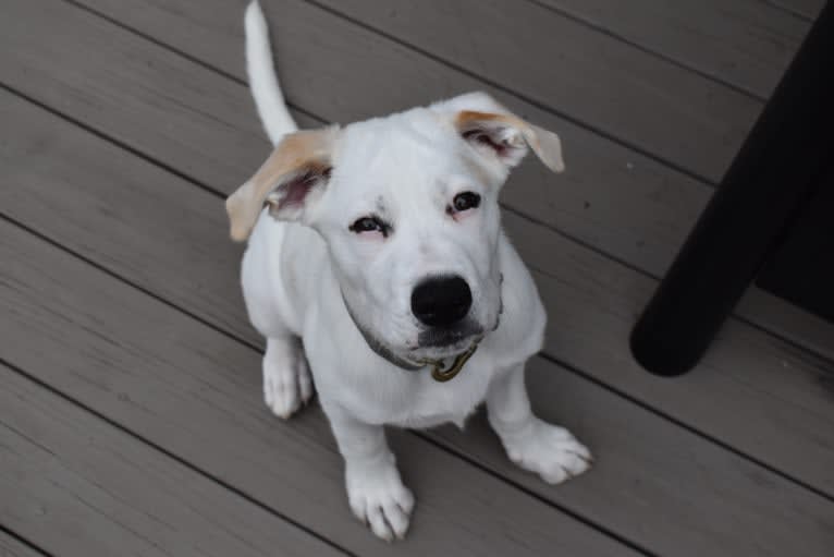 Wesley, a Boxer and German Shepherd Dog mix tested with EmbarkVet.com