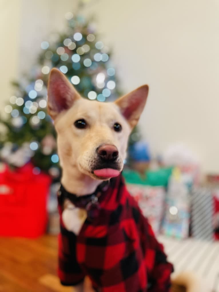 Sunny, a Japanese or Korean Village Dog tested with EmbarkVet.com