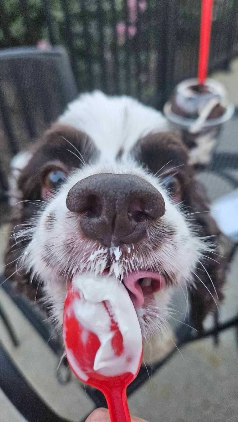 Piper, a Cocker Spaniel tested with EmbarkVet.com