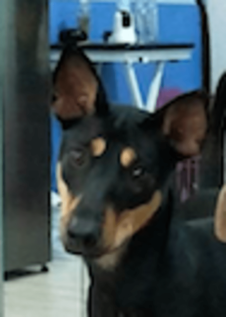 Mina, a Southeast Asian Village Dog tested with EmbarkVet.com
