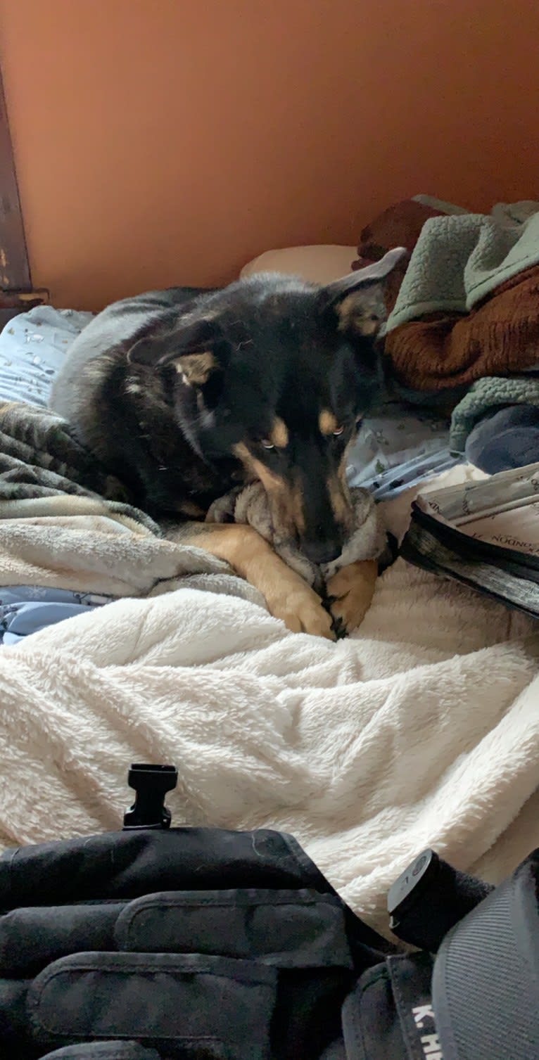 Diesel, a Siberian Husky and Australian Shepherd mix tested with EmbarkVet.com