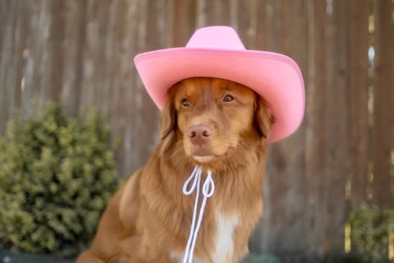 Gregory, a Nova Scotia Duck Tolling Retriever tested with EmbarkVet.com