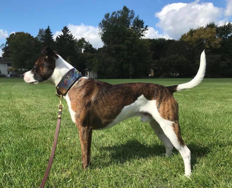 Pan, a Russell-type Terrier and Border Collie mix tested with EmbarkVet.com