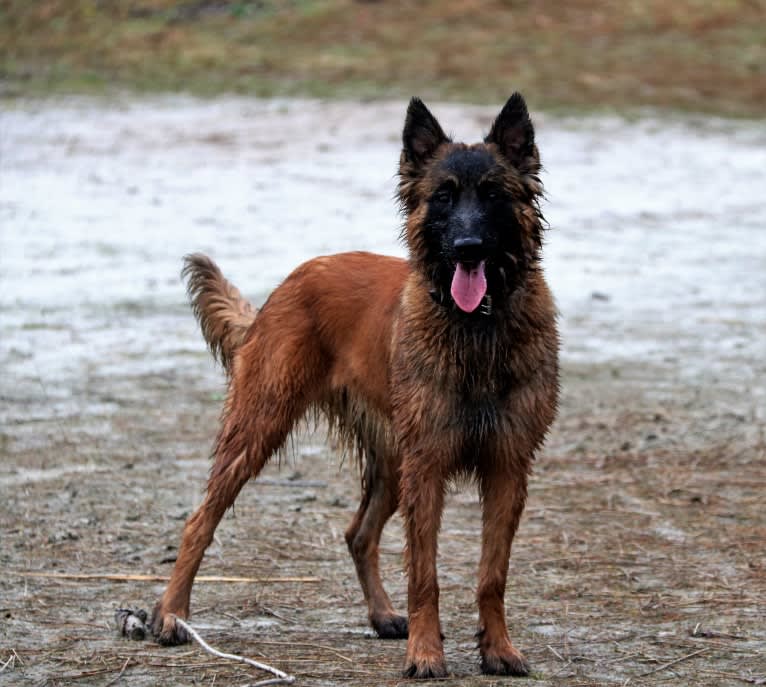Ocean van de Zilveren Loop, a Belgian Shepherd tested with EmbarkVet.com